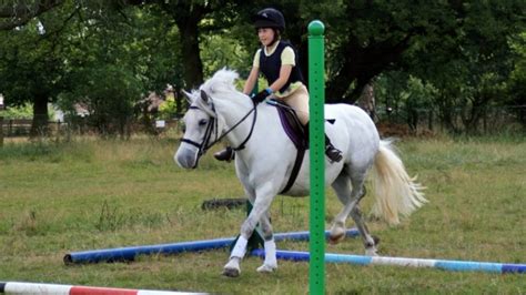 13.2 Hh Ponies For Sale 13.2hh Skewbald Pony for Sale | in Perth, Perth and Kinross | Gumtree